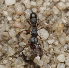 Rhytidoponera victoriae