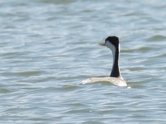 Aechmophorus clarkii