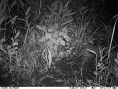 Leptailurus serval