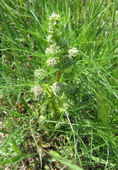 Trinia multicaulis