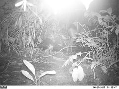 Cephalophus silvicultor