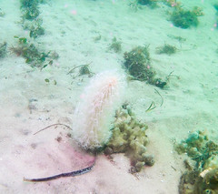 Veretillidae