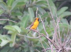 Pachyphantes superciliosus