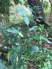 Citrus hystrix