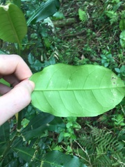 Citrus hystrix