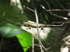 Trachylepis maculilabris