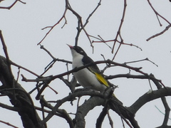 Grantiella picta