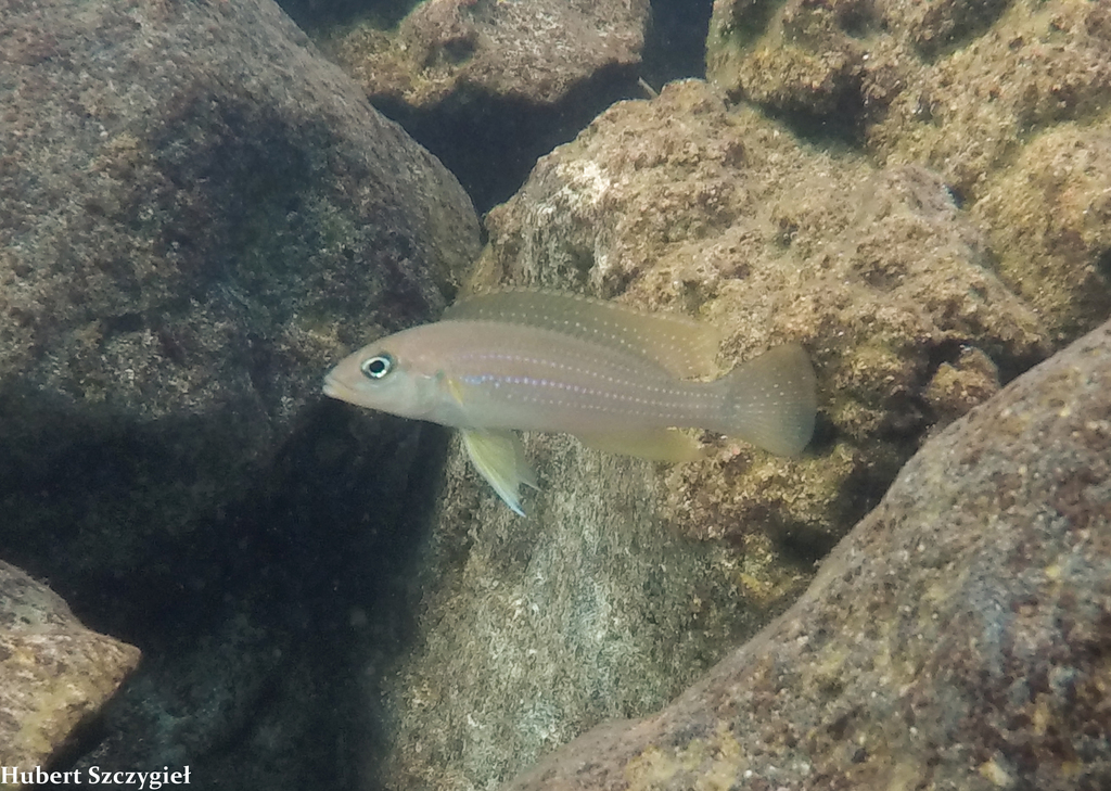 Fourspine Cichlid