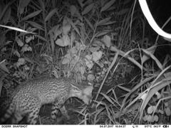 Leptailurus serval