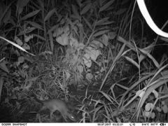 Cricetomys gambianus
