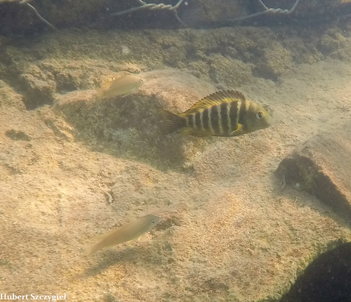 Neolamprologus modestus