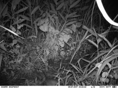 Cricetomys gambianus