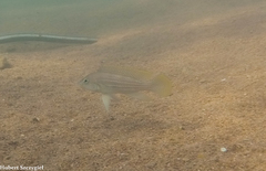 Fourspine Cichlid photo 2