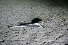 Caprimulgus vexillarius