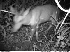 Tragelaphus scriptus