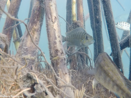 Interochromis loocki