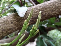 Gnetum luofuense