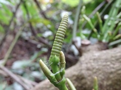 Gnetum luofuense
