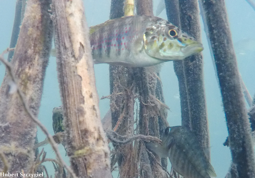 Ctenochromis horei