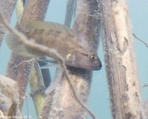 Telmatochromis dhonti