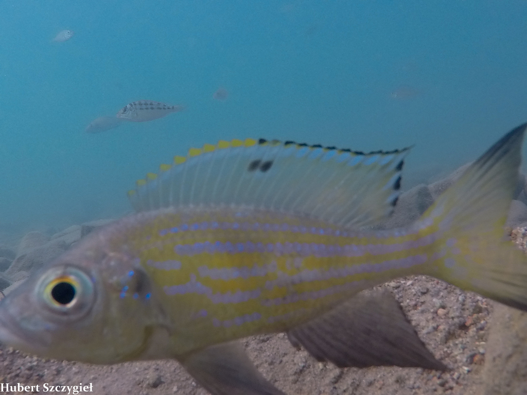 Dewindt's Cichlid