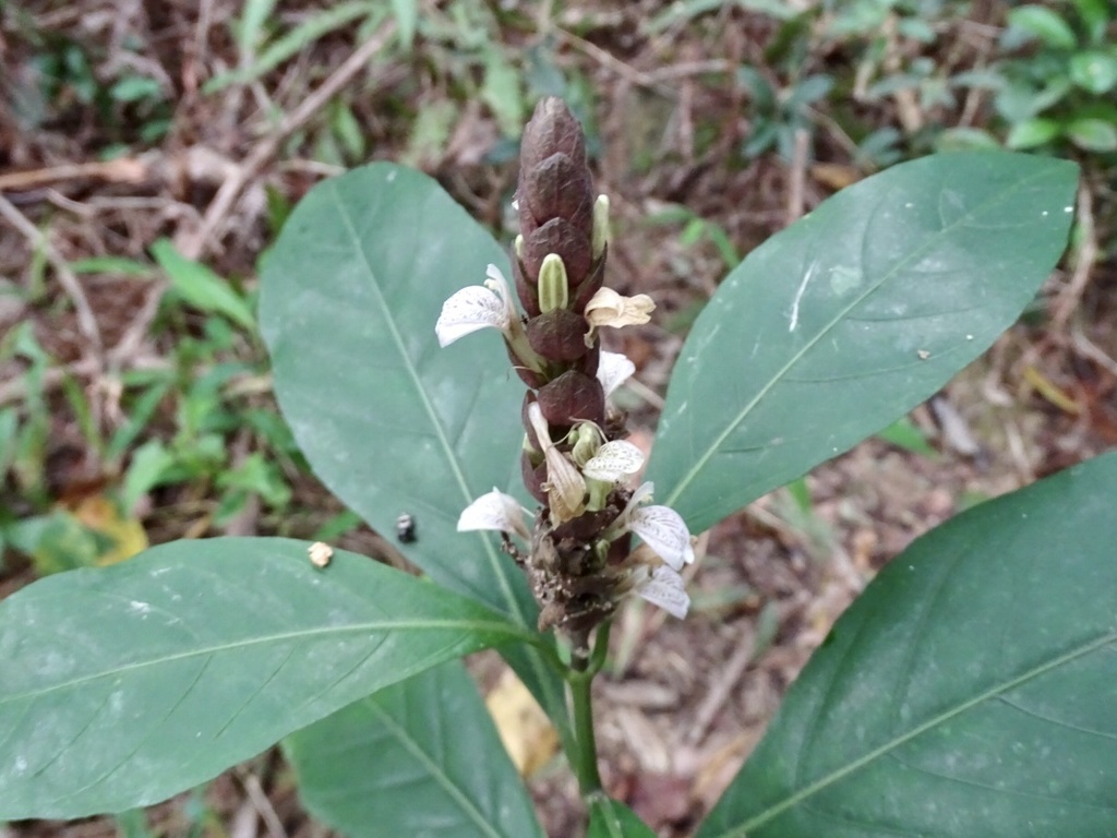 Justicia ventricosa; photograph (c) Toby Y, some rights reserved (CC BY)