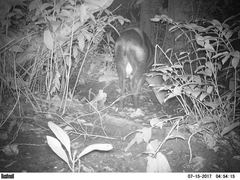 Cephalophus silvicultor