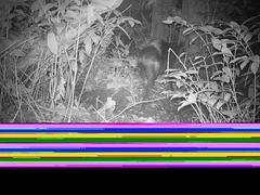 Cephalophus silvicultor