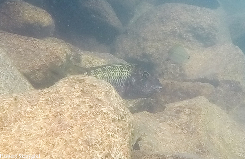 Petrochromis polyodon