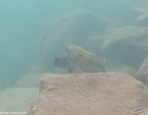 Lamprologus lemairii