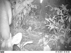 Cephalophus silvicultor