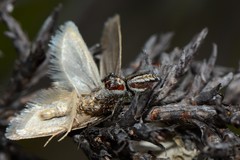 Opisthoncus abnormis