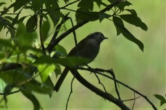 Arizelocichla fusciceps