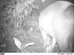 Cephalophus silvicultor