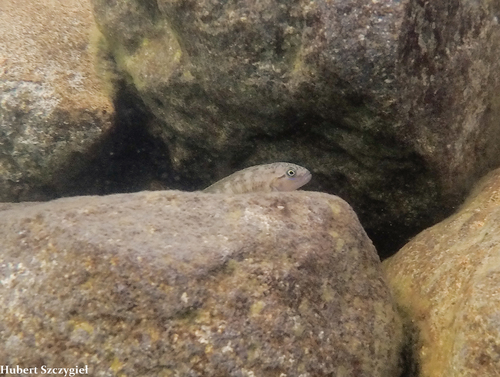 Telmatochromis temporalis