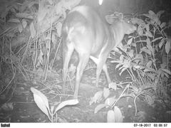 Cephalophus silvicultor