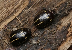 Paropsisterna lineata