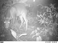 Cephalophus silvicultor