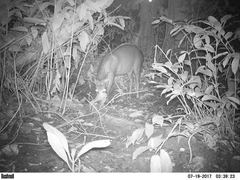 Cephalophus silvicultor