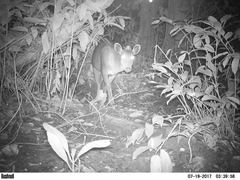 Cephalophus silvicultor