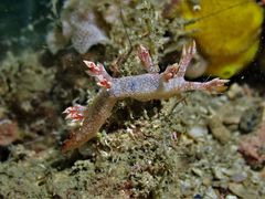 Bornella hermanni