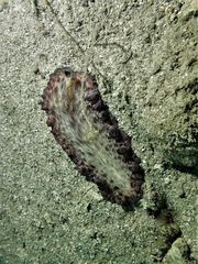 Pseudobiceros fulgor