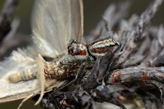 Opisthoncus abnormis