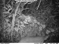 Leptailurus serval