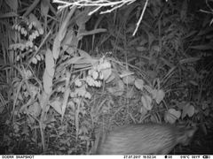 Leptailurus serval