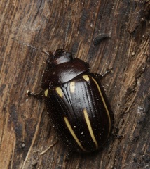 Paropsisterna lineata