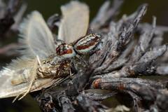 Opisthoncus abnormis