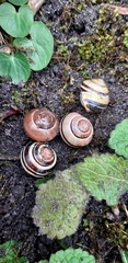 Cepaea nemoralis