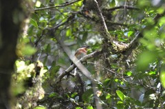 Batis dimorpha dimorpha