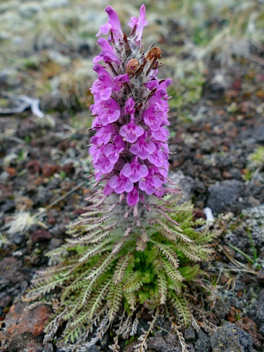 Woolly Lousewort